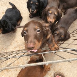 Dachshund Puppies from Debbie James' Dachshunds