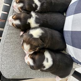Boy 4 - Black tan and white male Beagle puppy in Monticello, Georgia from Beaglelove