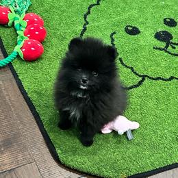 Huck - Black male Pomeranian puppy in Lyons, Georgia from Its a Poms Life Kennel