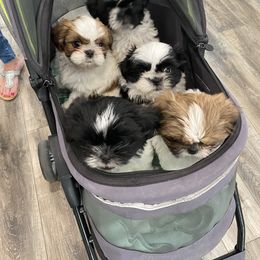 Shih Tzu Puppies from Stanford's Shih Tzus