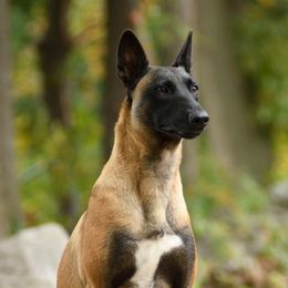 Mini Me  - Belgian Malinois