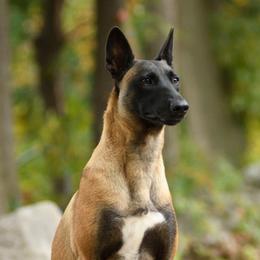 Mini Me  - Belgian Malinois
