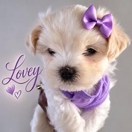 Puppy D (Purple) - White and lemon female Maltese puppy in North Chesterfield, Virginia from Maltese Love