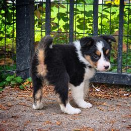 Echo - Tri-color female Border Collie puppy in Menasha, Wisconsin from Little Rose Retrievers