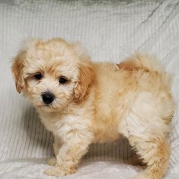 Boy 1 - Apricot Schnoodle puppy in Leitchfield, Kentucky from Eveleigh Acres Puppies