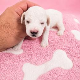 Girl 3 - Parti female Poodle puppy in Miami, Florida from JF Kennels Miniature & Toy Poodles