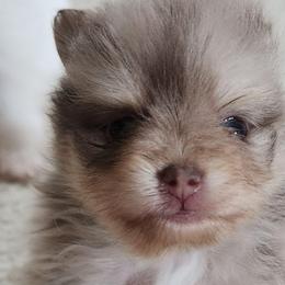 Clover - 3,500 dollars - Chocolate merle female Pomeranian puppy in Amelia, Ohio from Boujee Puff Poms