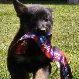 Boy 1 - Black and tan male German Shepherd puppy in Richland, New York from Hirten Bray Hugel