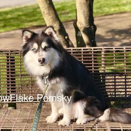 Frost - Pomsky