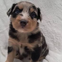 Girl 4 - female Australian Shepherd puppy in Darrington, Washington from Cart River Aussies
