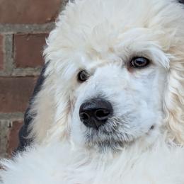 Poodle Puppies from Standard Hearts