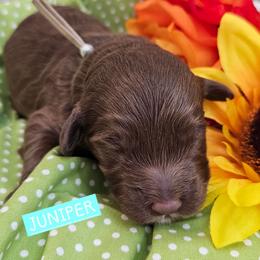 Juniper,  Powder blue collar - Brown female Cockapoo puppy in Pell City, Alabama from FurEver Young Kennels