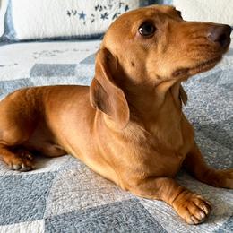 Eros - Dachshund