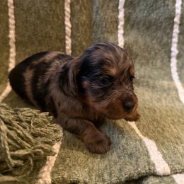 Clover - Dapple female Dachshund puppy in Ridgeville, Indiana from McCord’s Standard Aussies