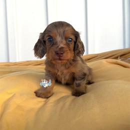 Salem - Dapple male Dachshund puppy in Cave City, Kentucky from Mammoth Cave Dachshunds