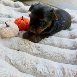 Blue - Black and tan male Yorkshire Terrier puppy in Thomasville, Georgia from Southern Belle Yorkies