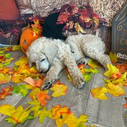 Sebastian - Cream male Poodle puppy in Fountain, Florida from Silva Royale Standard Poodles