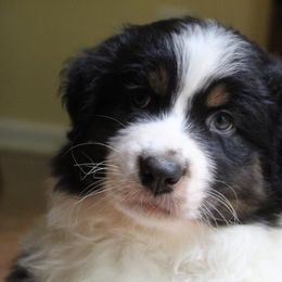 Australian Shepherd Puppies from Moss Cross Creek Aussie’s