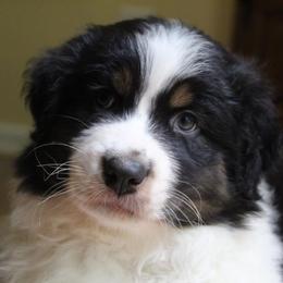 Australian Shepherd Puppies from Moss Cross Creek Aussie’s