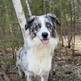 Tango - Miniature Australian Shepherd