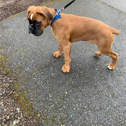 Boxer Puppies from Tabitha Ramirez