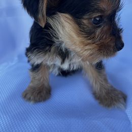 Chace - Black and tan male Yorkshire Terrier puppy in Riverside, California from Empire Yorkies