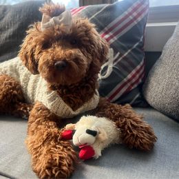 Lady Phoebe - Poodle