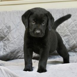 Doberman Pinscher and Labrador Retriever Puppies from Dutton Dog Co & Dalla Grazia Doberman