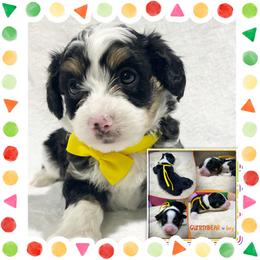 Gummybear - Black tri-color male Aussiedoodle puppy in Houston, Texas from Jomelkin Furry Pals