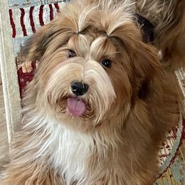 Elliot - Havanese