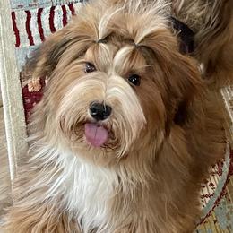 Elliot - Havanese