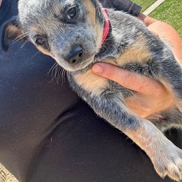 Pink girl - Blue female Australian Cattle Dog puppy in Kamiah, Idaho from Selway Australian Cattle Dogs