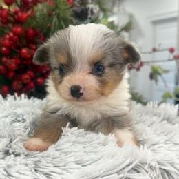 Blue - Blue merle male Toy Australian Shepherd puppy in Ambrose, Georgia from Brandilyn's Aussies