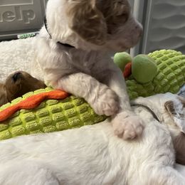 Goldendoodle Puppies from Zany Doodlez