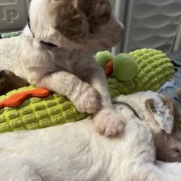 Goldendoodle Puppies from Zany Doodlez