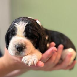 Rowan's Creek - Black and white female English Springer Spaniel puppy in Hawesville, Kentucky from Bristol’s Southern English Springer Spaniels