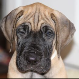 Great Dane Puppies from Daynakin Great Danes LLC