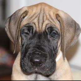 Great Dane Puppies from Daynakin Great Danes LLC