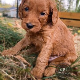 Goldendoodle Puppies from BasilBella’s Doodles