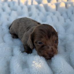 Muffin - Dapple female Dachshund puppy in Huffman, Texas from Alex's Dachshunds