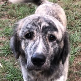 Anatolian Shepherd Dogs and Dachshunds from Christy's Puppies