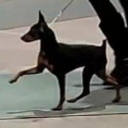 Dokie - Miniature Pinscher