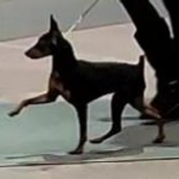 Dokie - Miniature Pinscher