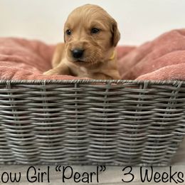 Golden Retriever Puppies from Gold Treasure Retrievers