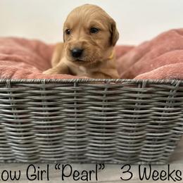 Golden Retriever Puppies from Gold Treasure Retrievers
