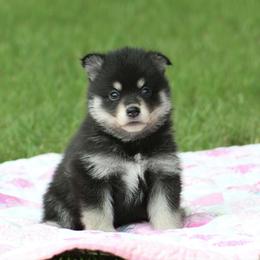 Pomsky Puppies from Susan Warnock