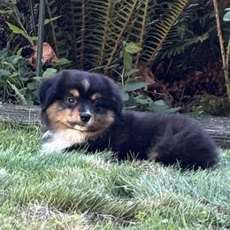 Black Tri Male Two - Black tri male Miniature American Shepherd puppy in Cowlitz County, Washington from Pleasant Woods Miniature American Shepherds