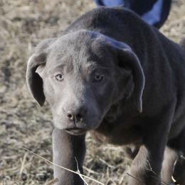 Dilute Retrievers from Hazy Meadows Silver Labs