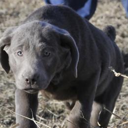 Dilute Retrievers from Hazy Meadows Silver Labs