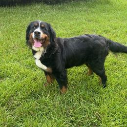 Delilah - Bernese Mountain Dog